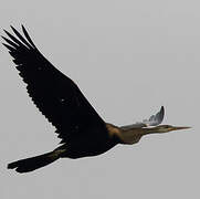 Oriental Darter