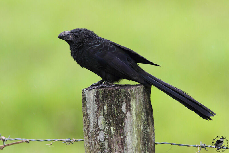 Groove-billed Aniadult, identification