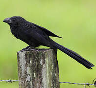 Groove-billed Ani