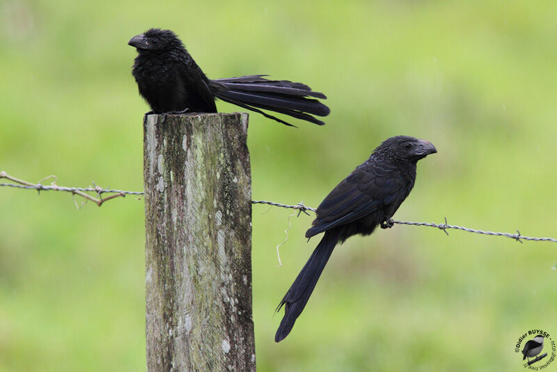 Groove-billed Ani adult, identification, Behaviour