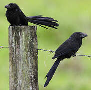 Groove-billed Ani