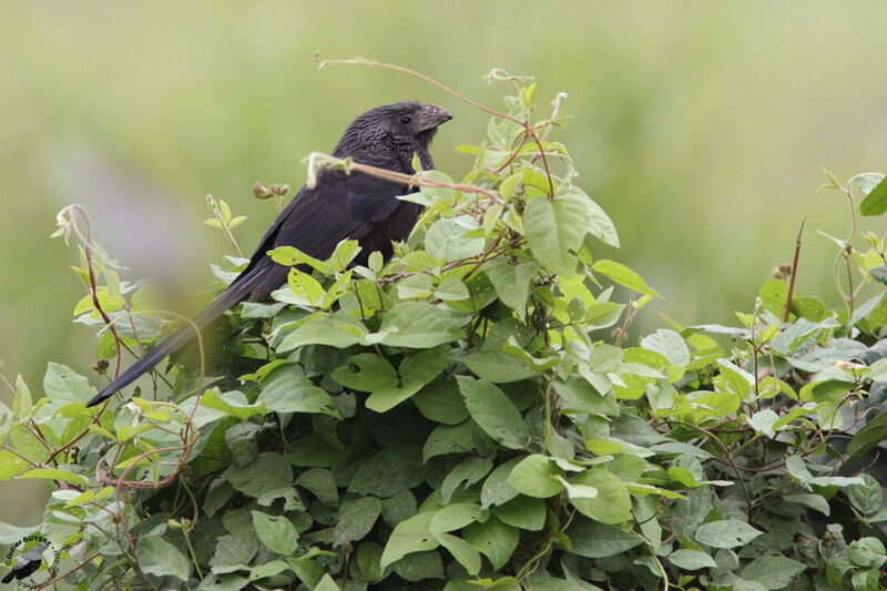 Groove-billed Aniadult, identification