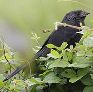 Groove-billed Ani