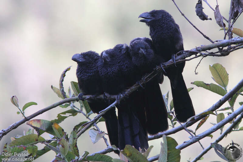 Smooth-billed Aniadult, Behaviour