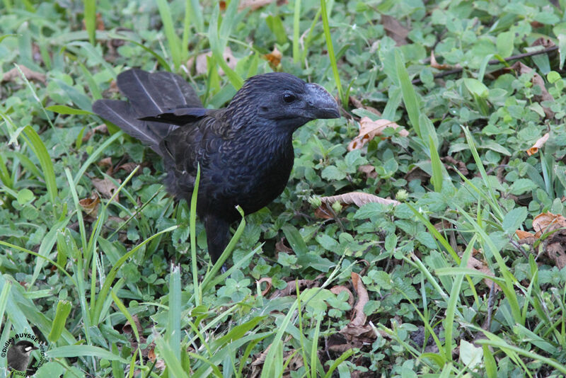 Ani à bec lisseadulte, identification