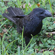 Smooth-billed Ani