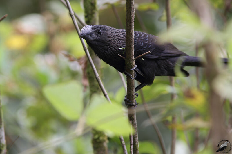 Smooth-billed Aniadult, identification