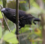 Smooth-billed Ani