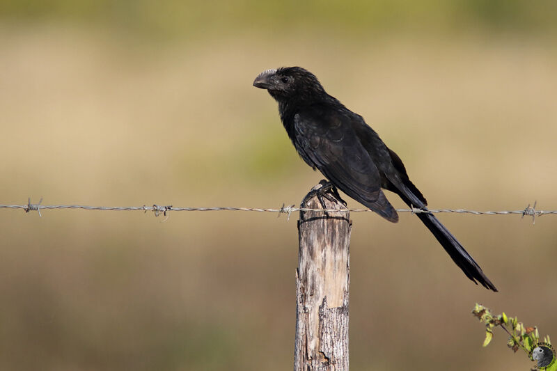 Smooth-billed Aniadult