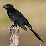 Smooth-billed Ani