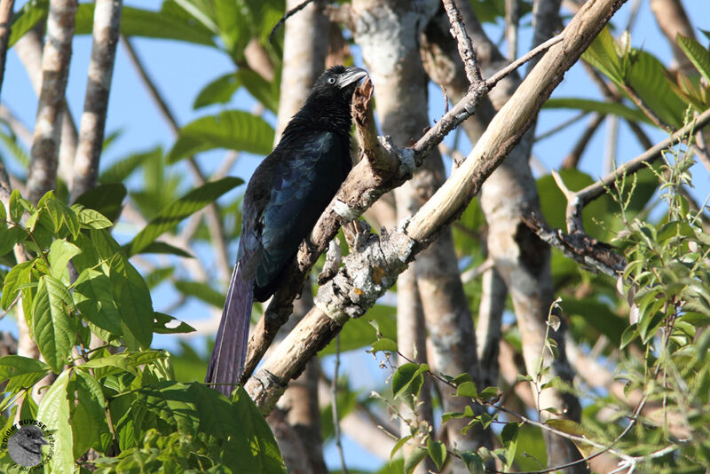 Greater Aniadult breeding, identification