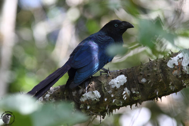 Ani des palétuviersadulte, identification