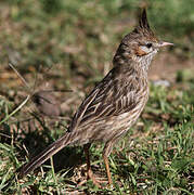 Lark-like Brushrunner