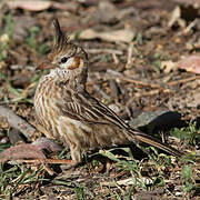 Lark-like Brushrunner