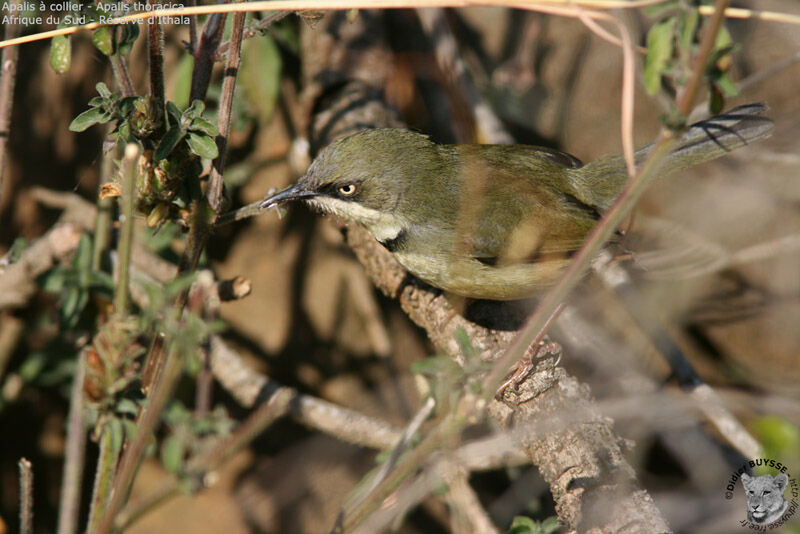 Apalis à collier, identification