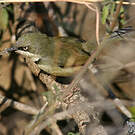 Apalis à collier