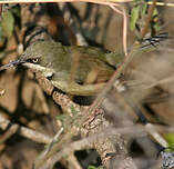 Apalis à collier