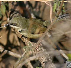 Apalis à collier