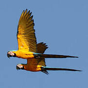 Blue-and-yellow Macaw