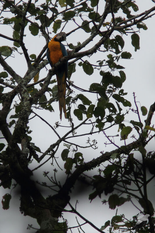 Blue-and-yellow Macawadult, identification