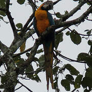 Blue-and-yellow Macaw