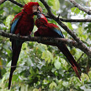 Red-and-green Macaw