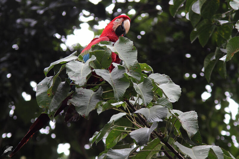 Red-and-green Macawadult, identification