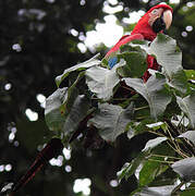 Red-and-green Macaw