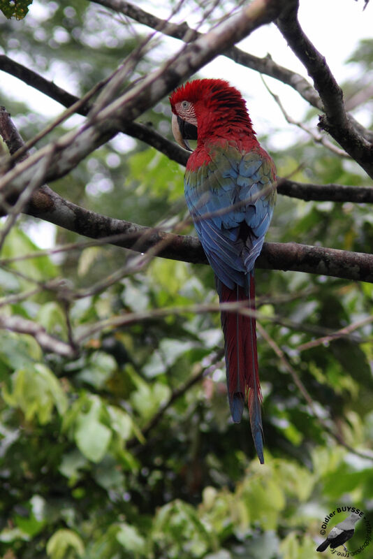 Ara chloroptèreadulte, identification