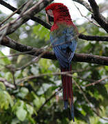 Red-and-green Macaw