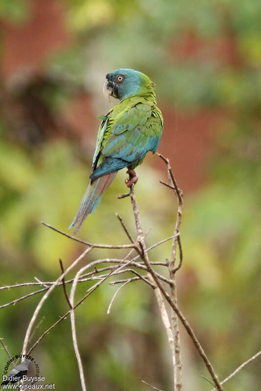 Ara de Coulonadulte, identification