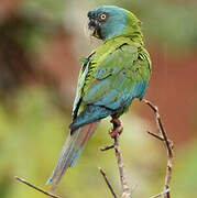 Blue-headed Macaw