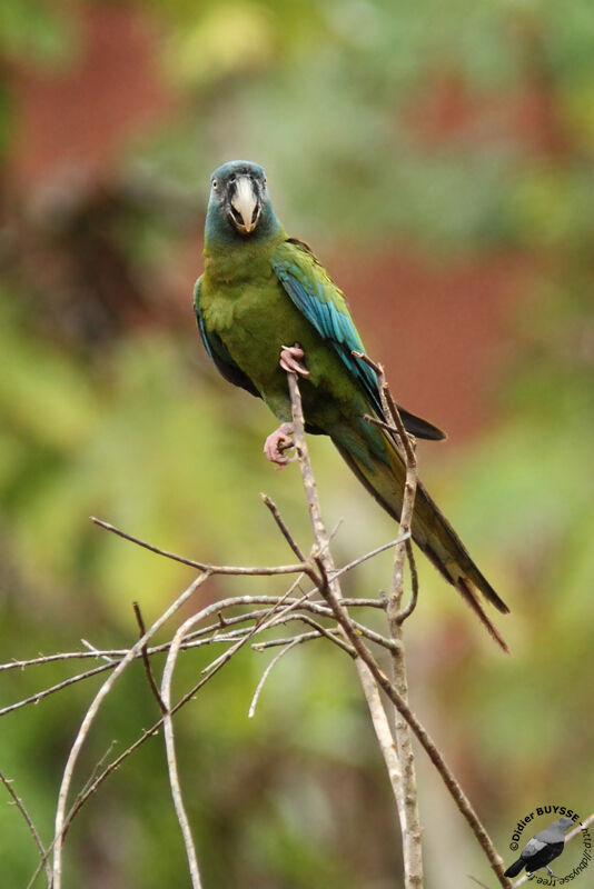 Blue-headed Macawadult, identification