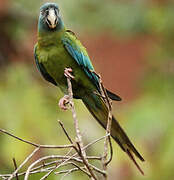 Blue-headed Macaw