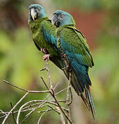 Blue-headed Macaw