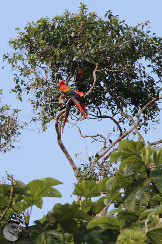 Scarlet Macawadult, identification