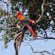 Scarlet Macaw