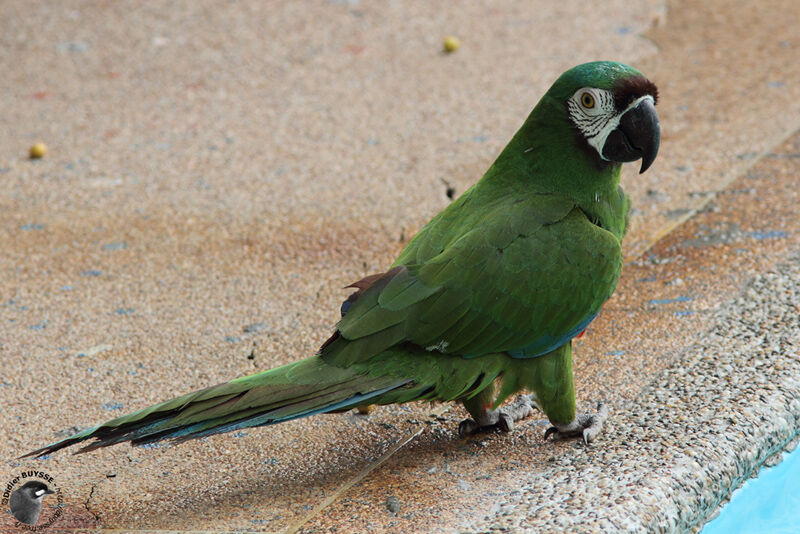 Chestnut-fronted Macawadult, identification