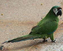 Chestnut-fronted Macaw