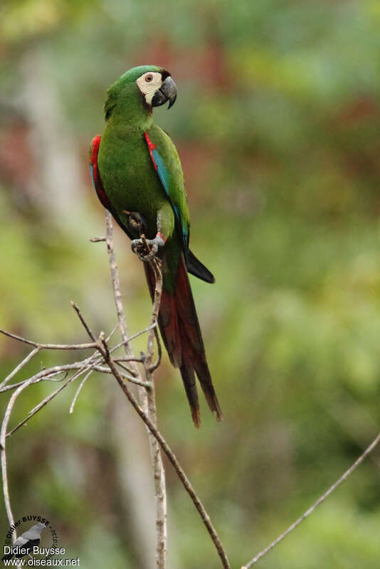 Chestnut-fronted Macawadult, identification