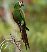 Chestnut-fronted Macaw