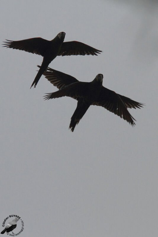 Chestnut-fronted Macaw, Flight