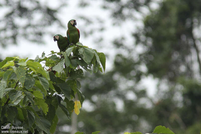 Ara vertadulte, habitat