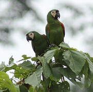 Chestnut-fronted Macaw