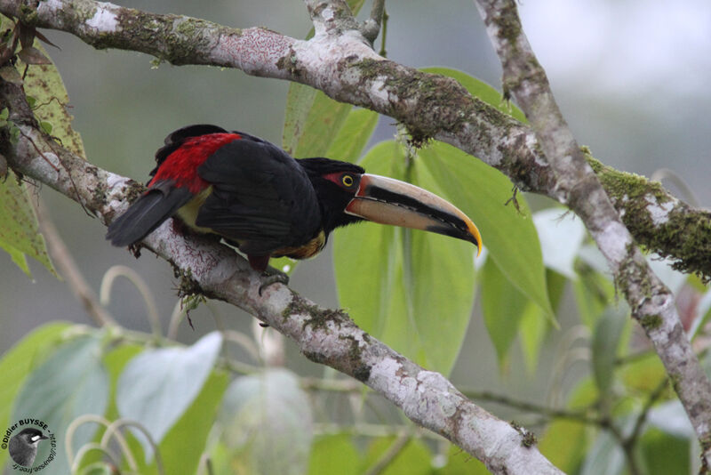 Araçari à bec clairadulte, identification