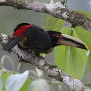 Pale-mandibled Aracari