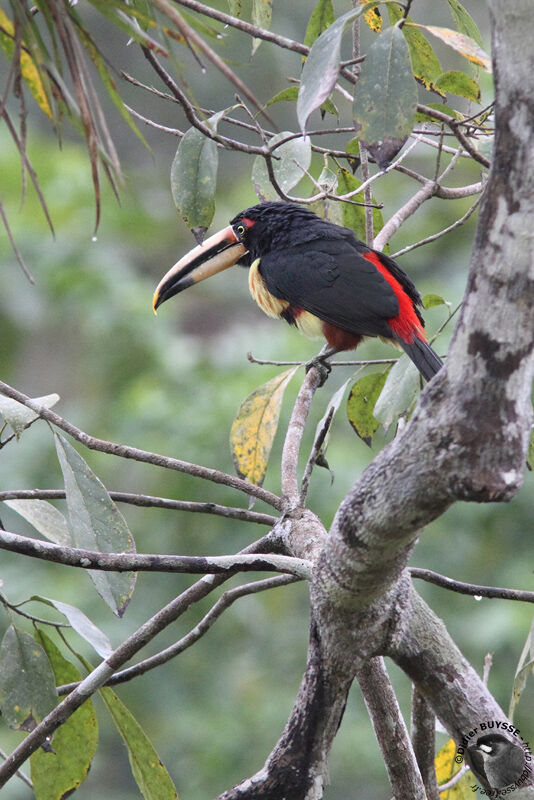 Araçari à bec clairadulte, identification