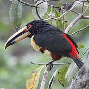 Pale-mandibled Aracari