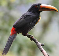 Pale-mandibled Aracari