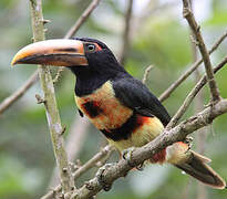 Pale-mandibled Aracari